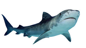 Shark PNG-18831